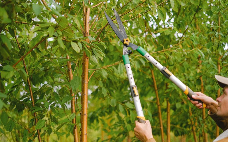 Tree trimming in Buckingham, IA